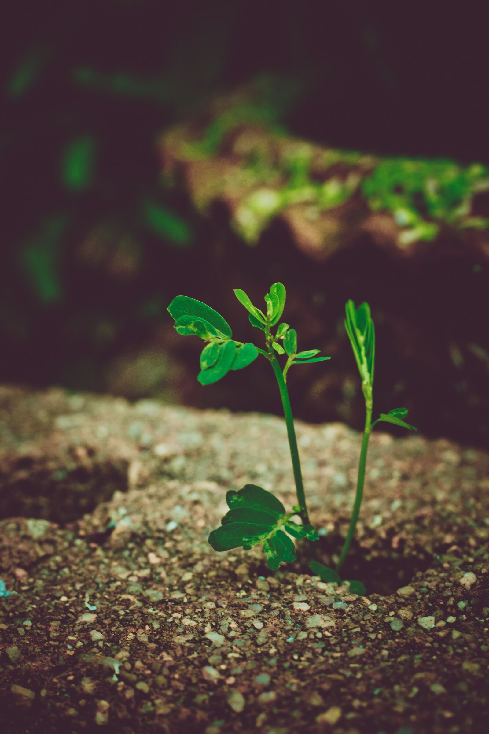 Canon EOS 700D (EOS Rebel T5i / EOS Kiss X7i) sample photo. Plant, green, nature photography