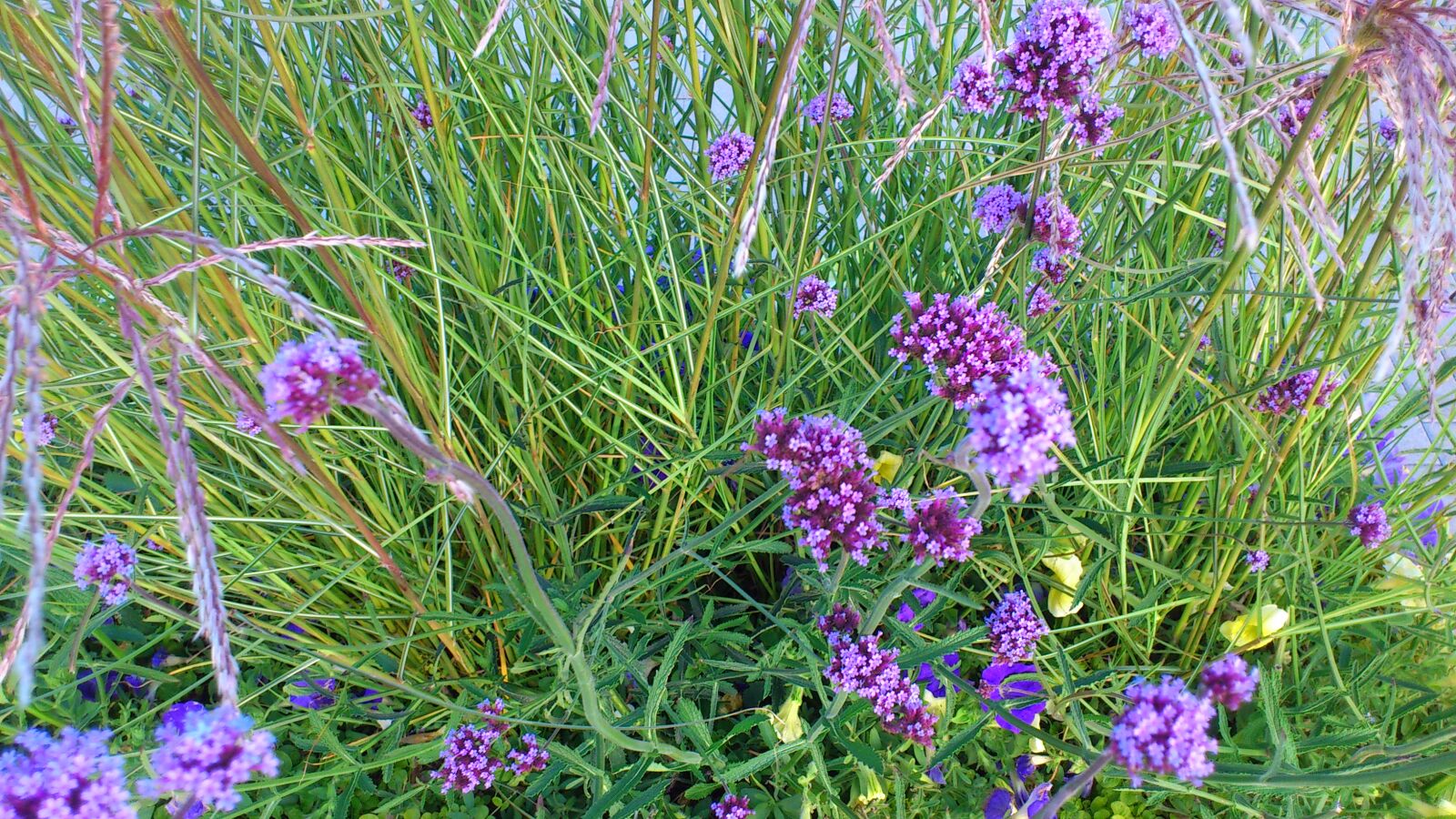 Sony Ericsson Xperia arc S sample photo. Bed, of, flowers photography