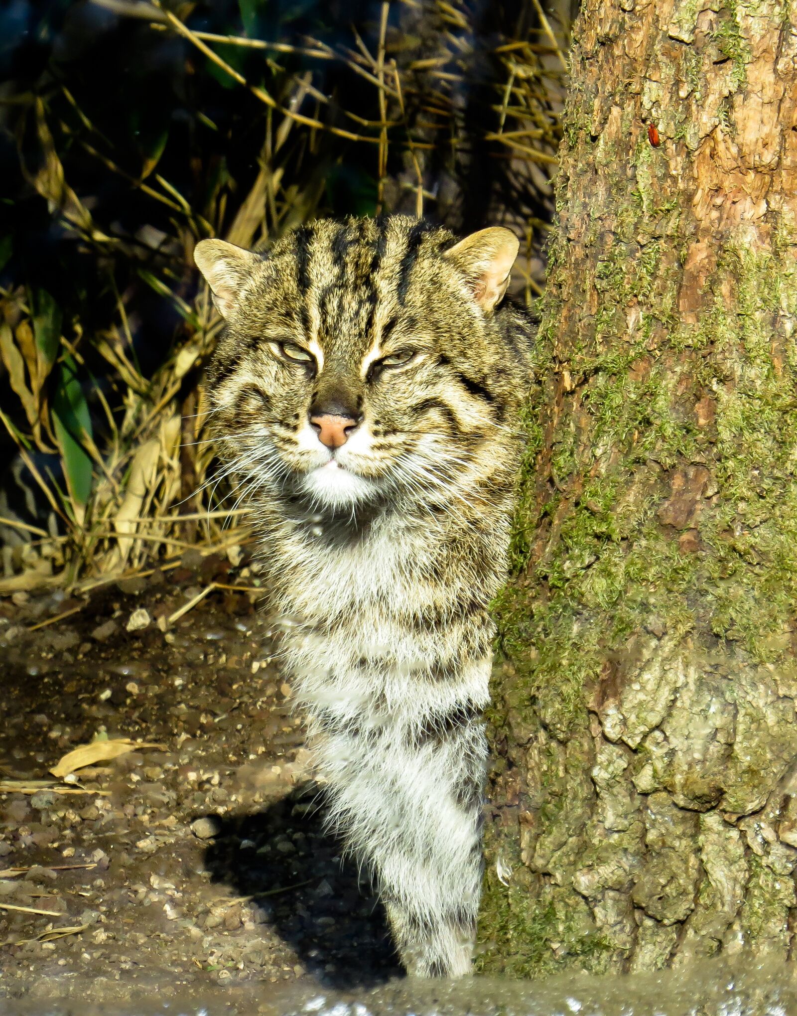 Canon PowerShot SX50 HS sample photo. Cat, big cat, fishing photography