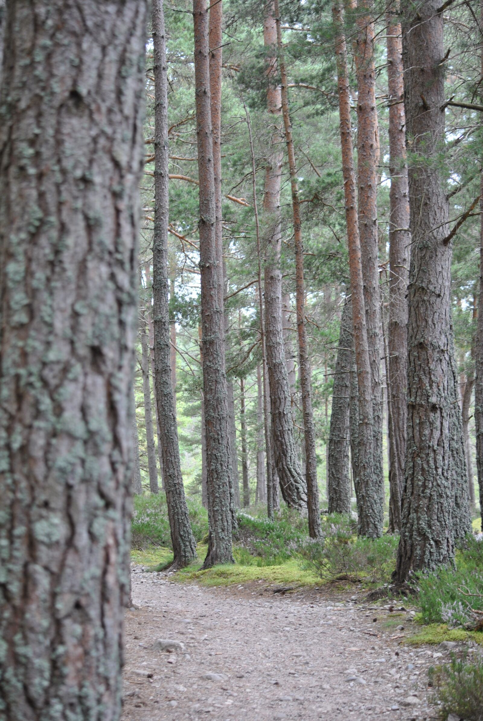Nikon D3000 sample photo. Trees, nature, landscape photography