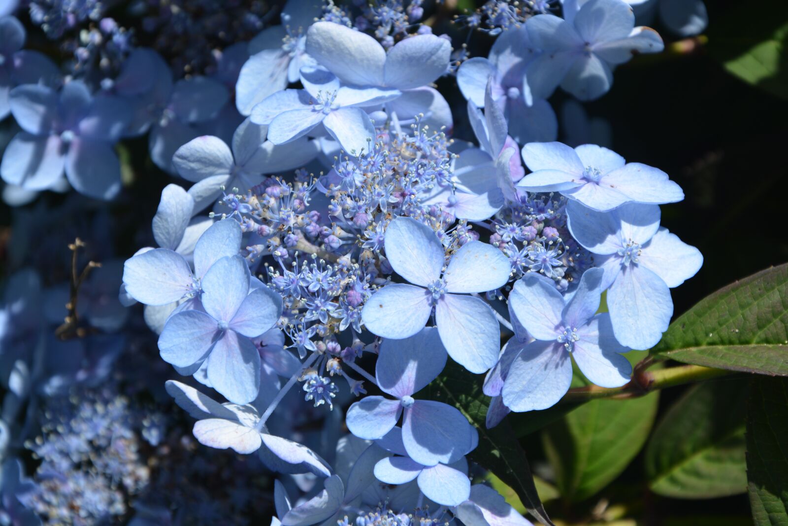 Nikon D5200 sample photo. Flowers, pretty, beautiful photography