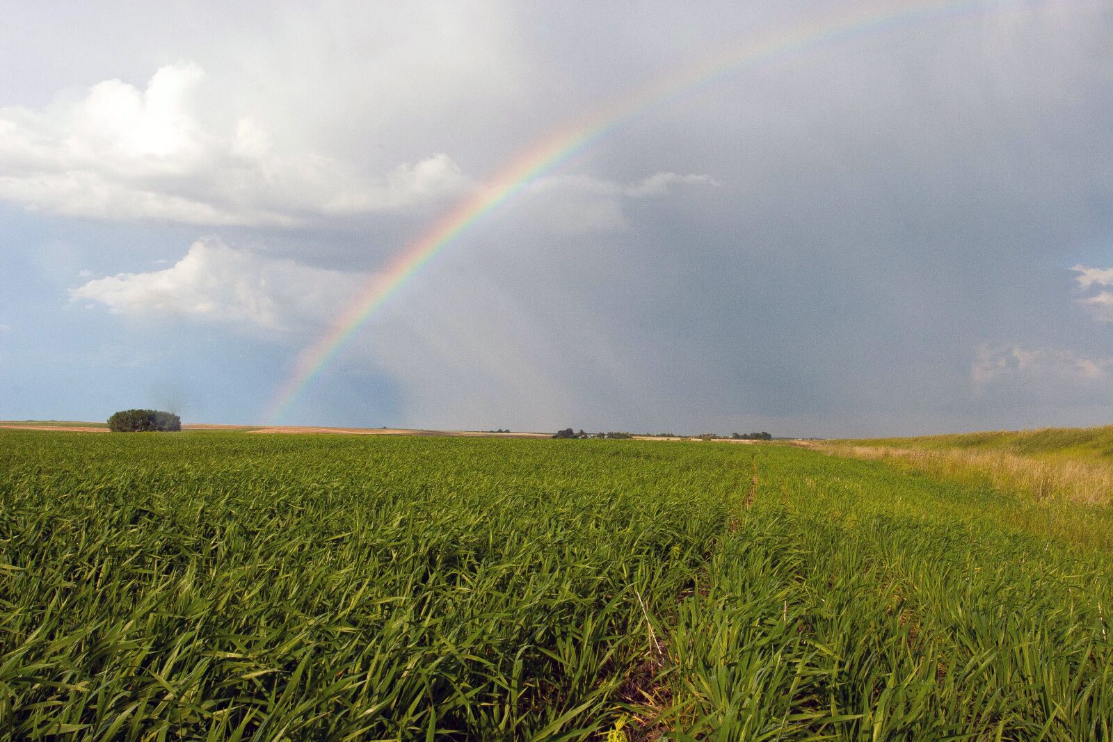 Nikon D3200 sample photo. Rainbow, field, landscape photography