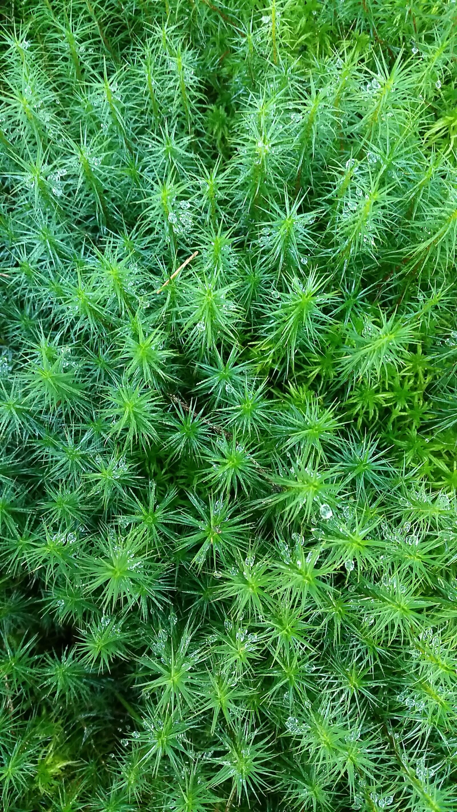 Samsung Galaxy S5 sample photo. Plant, forest, nature photography