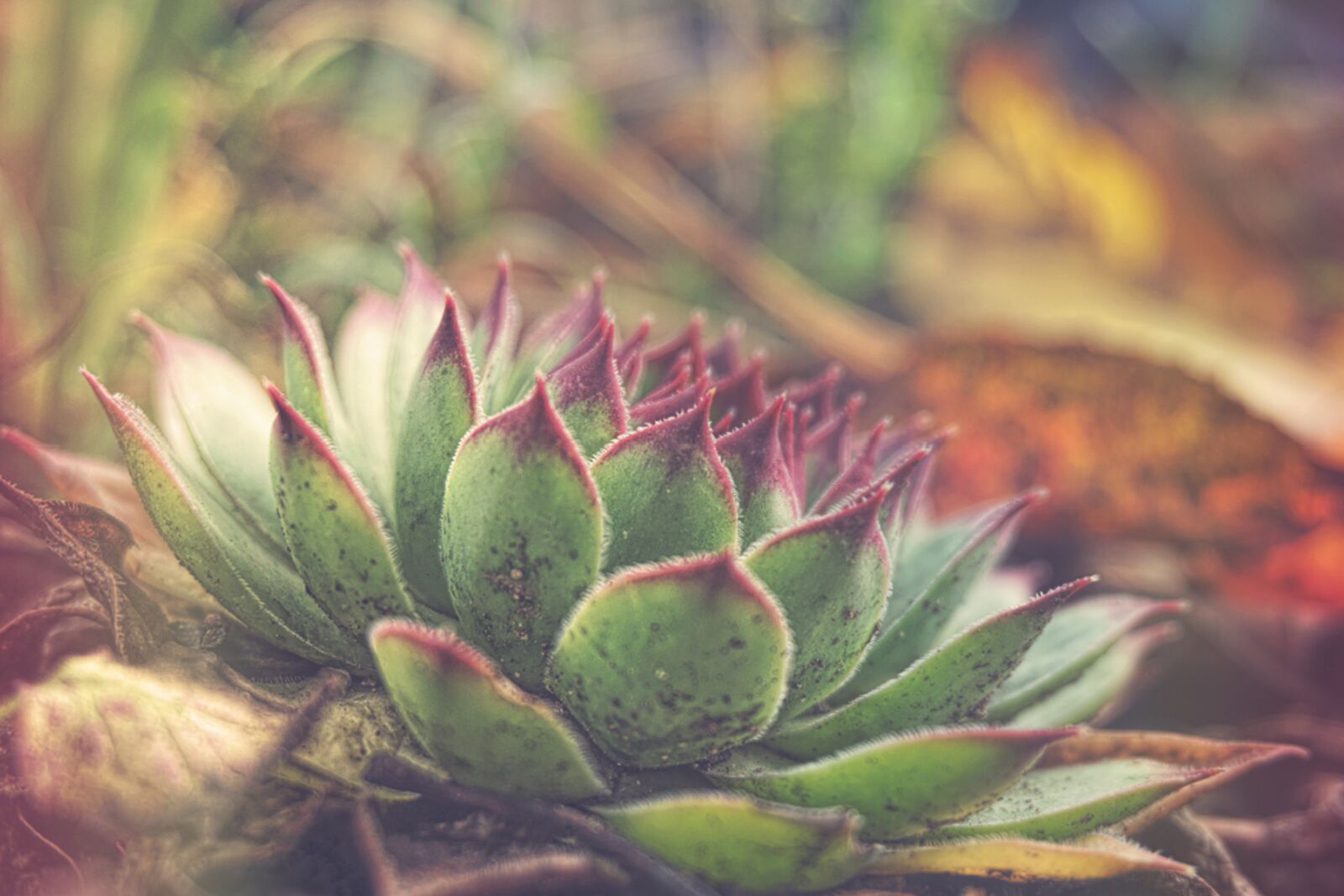 Sony a5100 sample photo. Plant, nature, flower photography