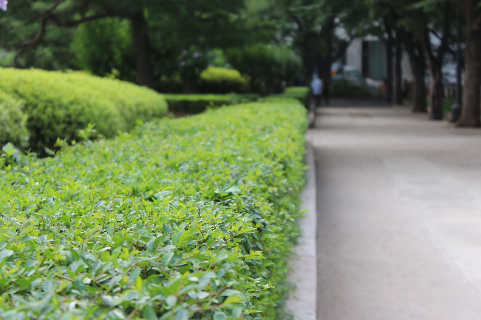 Canon EOS 650D (EOS Rebel T4i / EOS Kiss X6i) sample photo. Flower bed, green, park photography