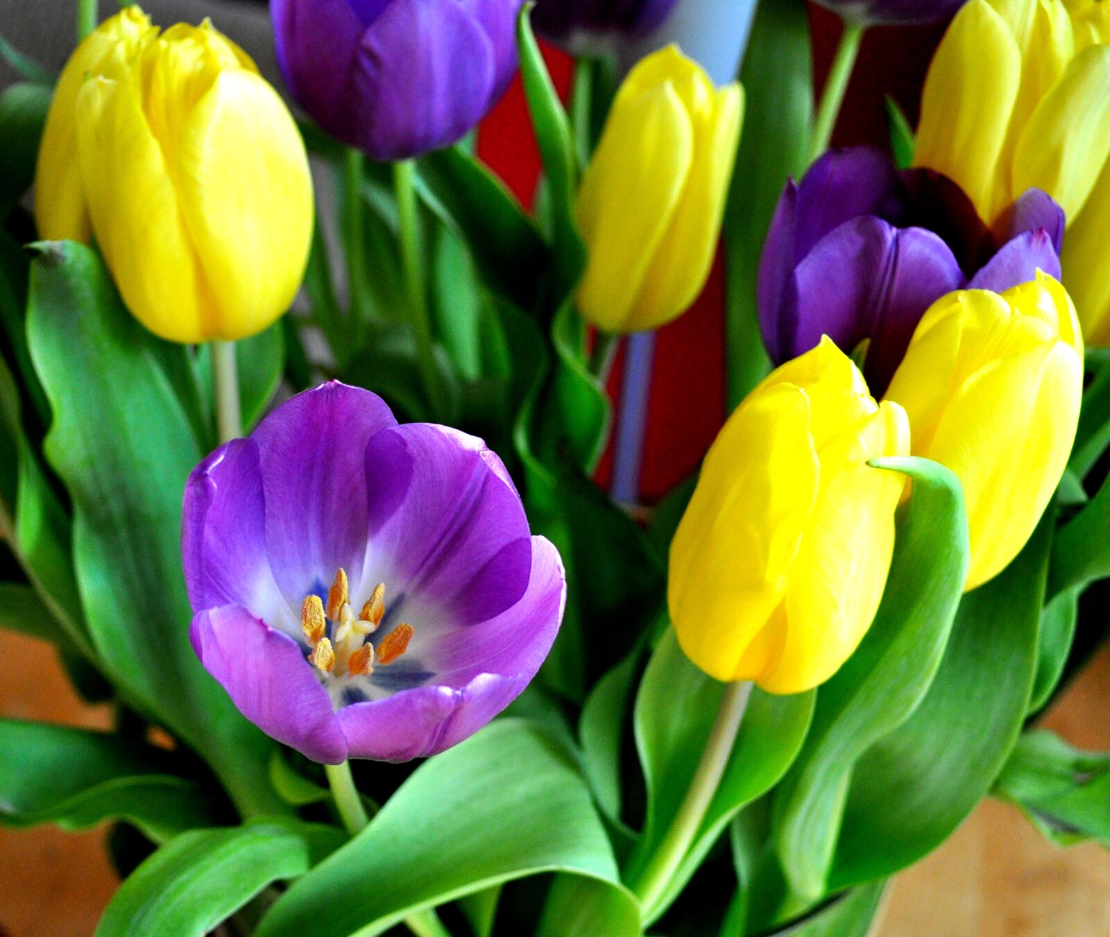 Nikon D5000 sample photo. Tulip, nature, garden photography