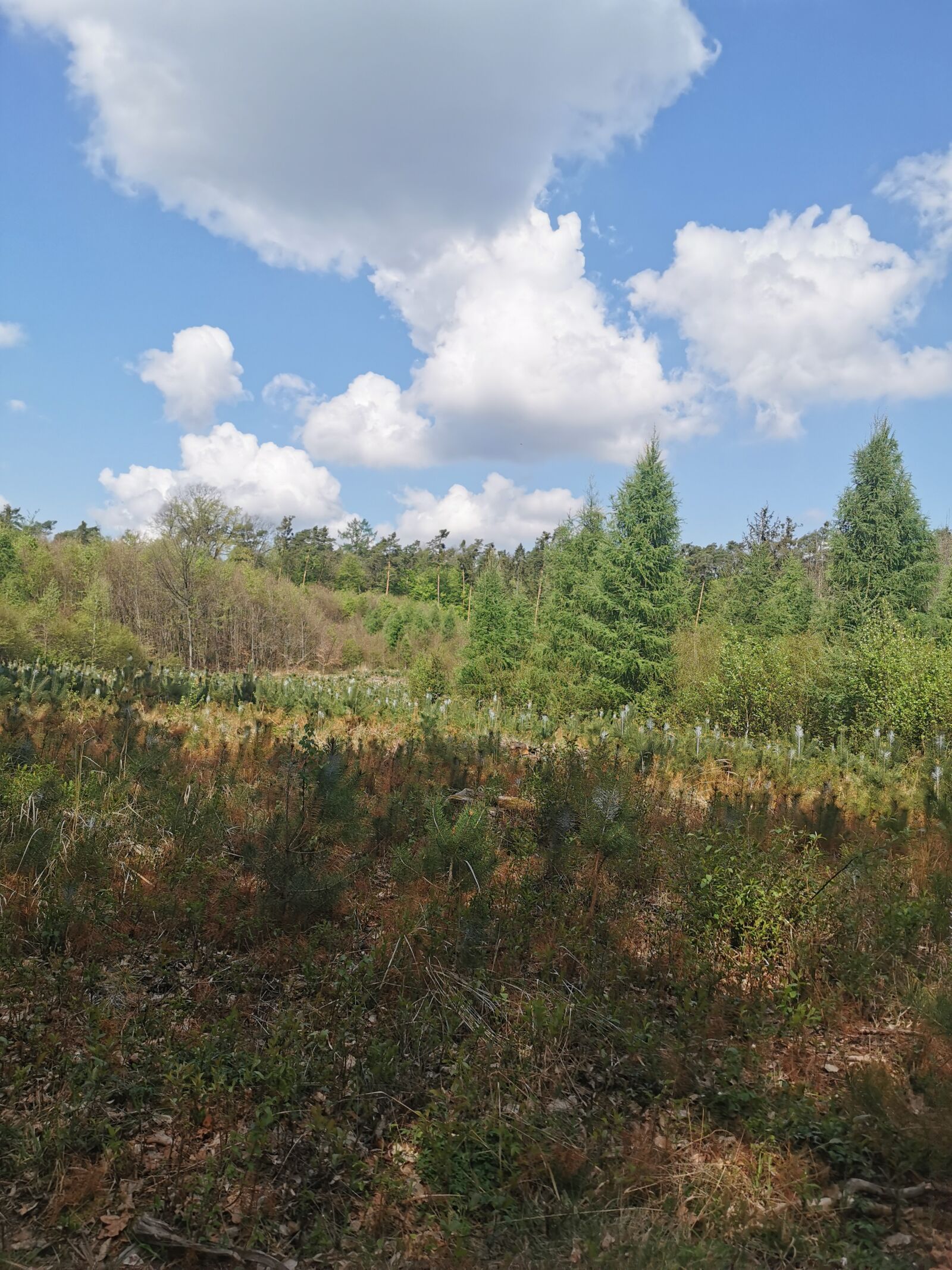 HUAWEI P30 Pro sample photo. Forest, spring, clouds photography
