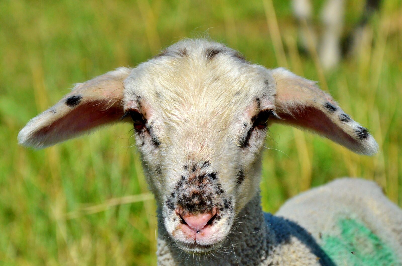 Nikon D3200 sample photo. Sheep, schäfchen, livestock photography