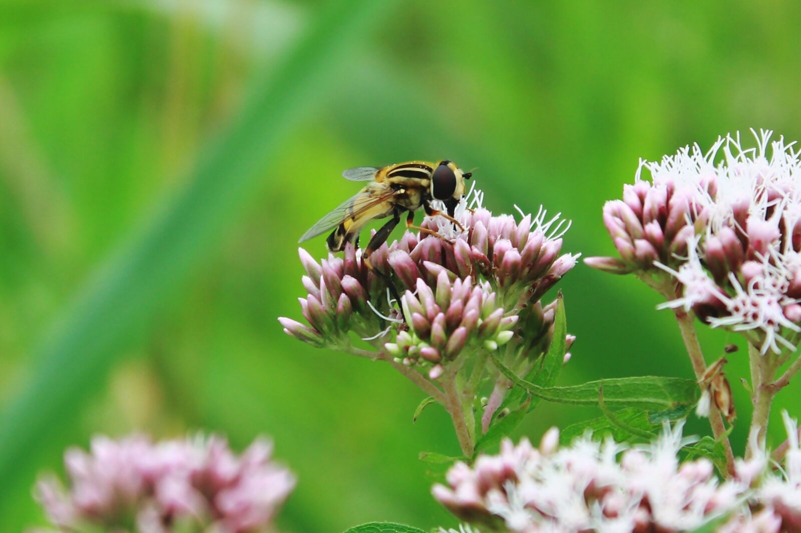 Canon EOS 1200D (EOS Rebel T5 / EOS Kiss X70 / EOS Hi) sample photo. Mist bee, mud bee photography