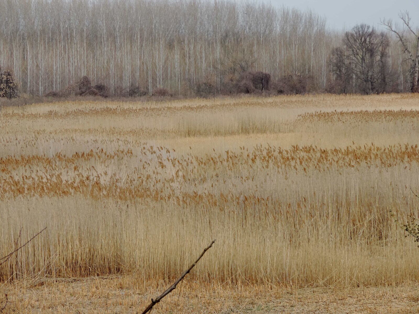 Nikon Coolpix P520 sample photo. Marshland, field, nature, landscape photography