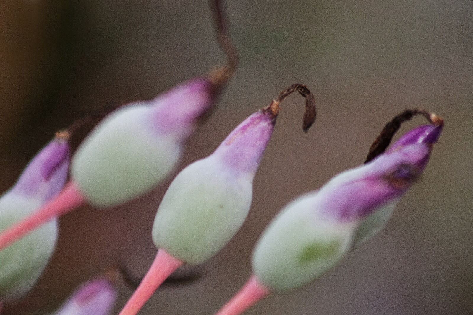 Canon EOS 50D sample photo. Inflorescence, portea petropolitana, flowers photography
