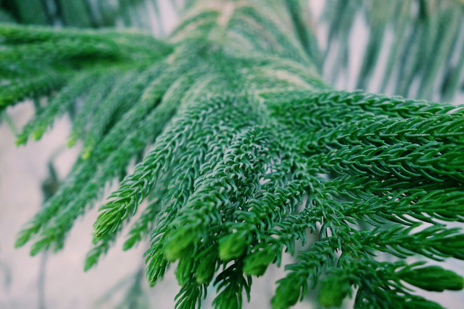 Sony Cyber-shot DSC-RX100 sample photo. Nature, photography, green photography