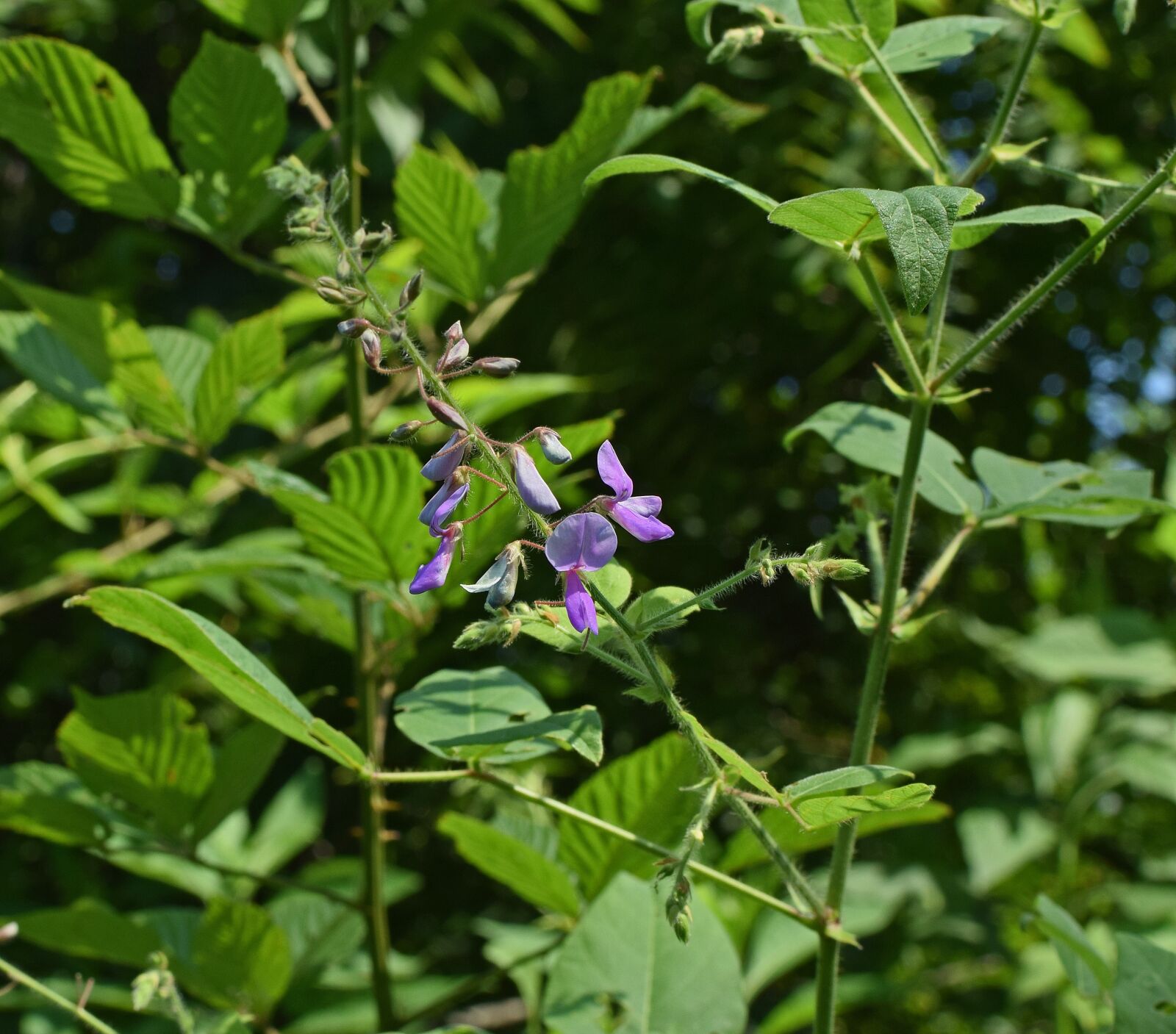 Nikon D3300 sample photo. Wild sweet pea, wildflower photography