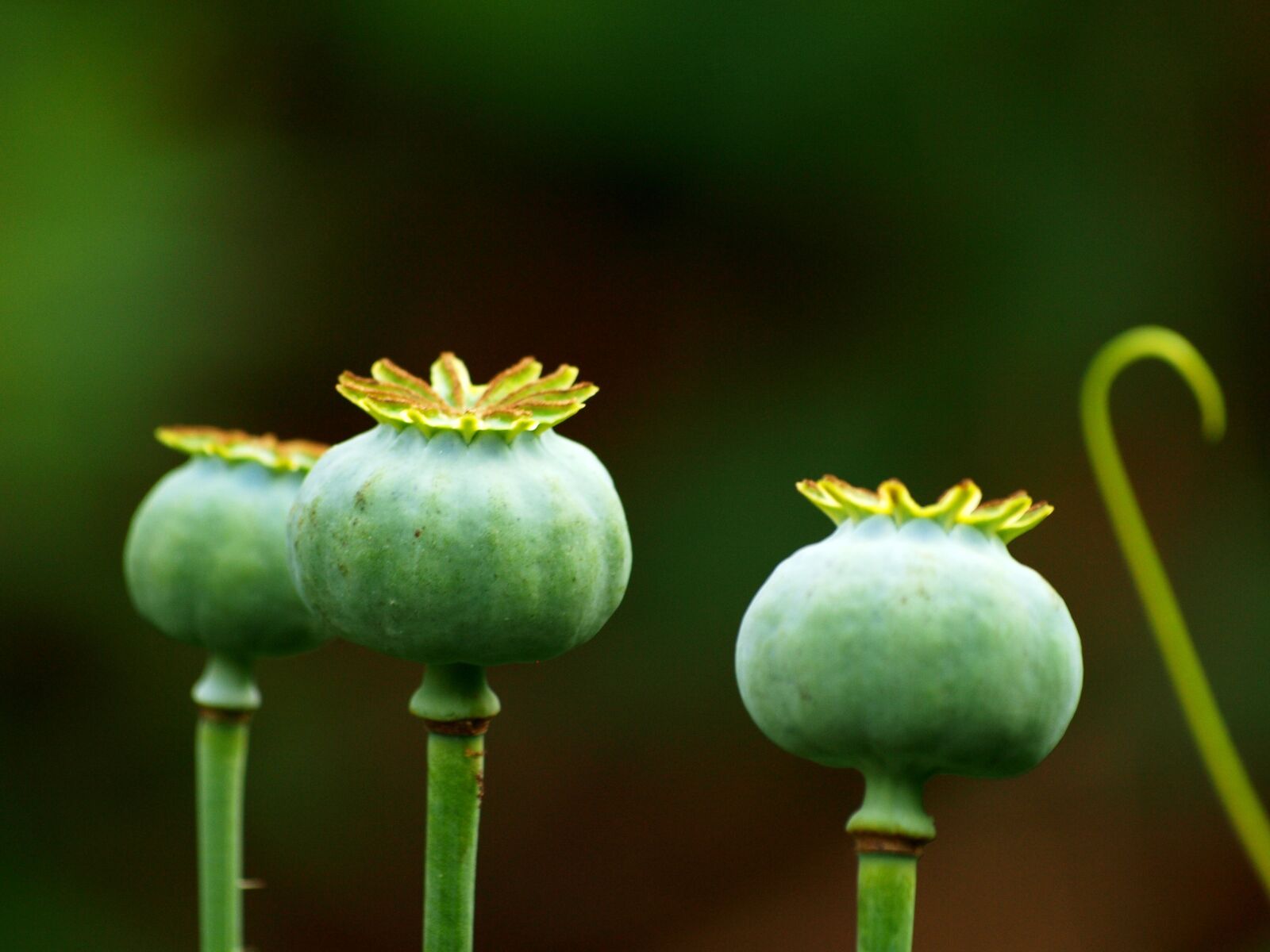 Olympus E-420 (EVOLT E-420) sample photo. Poppy, poppy capsule, flower photography