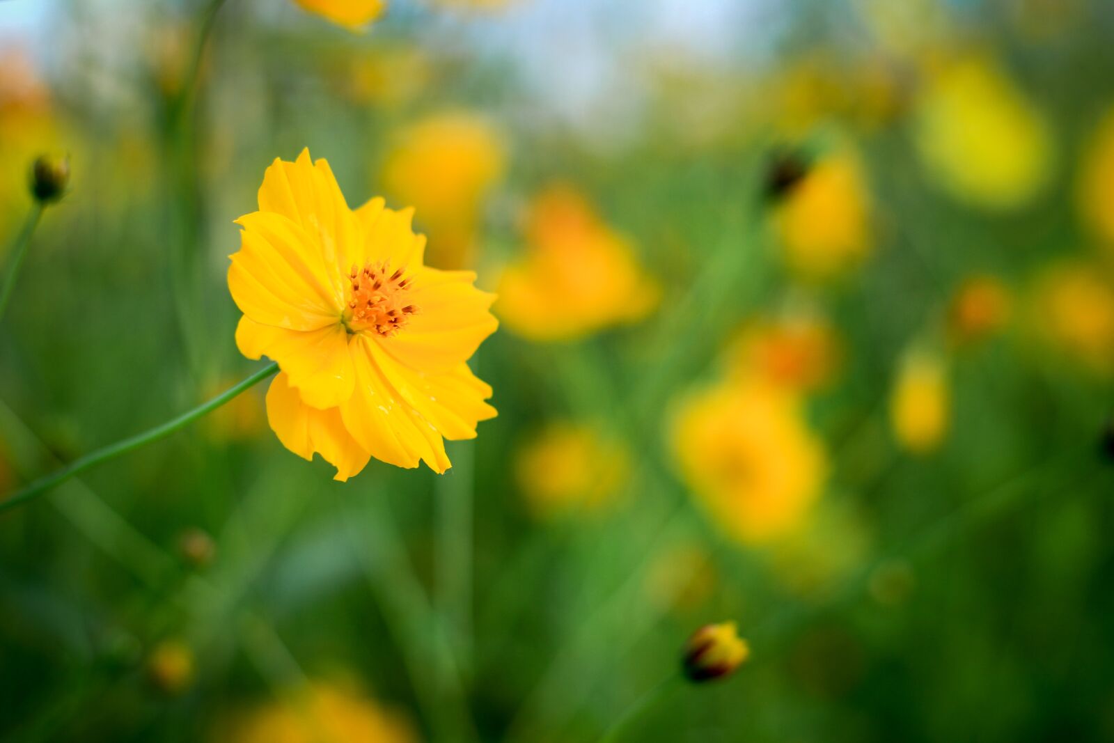 Canon EOS 700D (EOS Rebel T5i / EOS Kiss X7i) sample photo. Cosmos flowers, yellow flowers photography