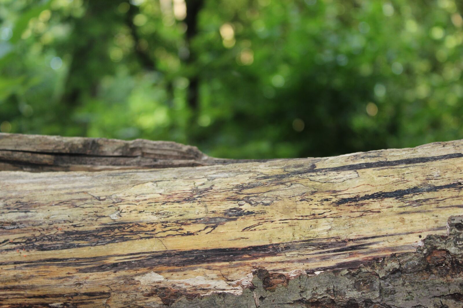 Canon EOS 600D (Rebel EOS T3i / EOS Kiss X5) sample photo. Forest, tree, nature photography