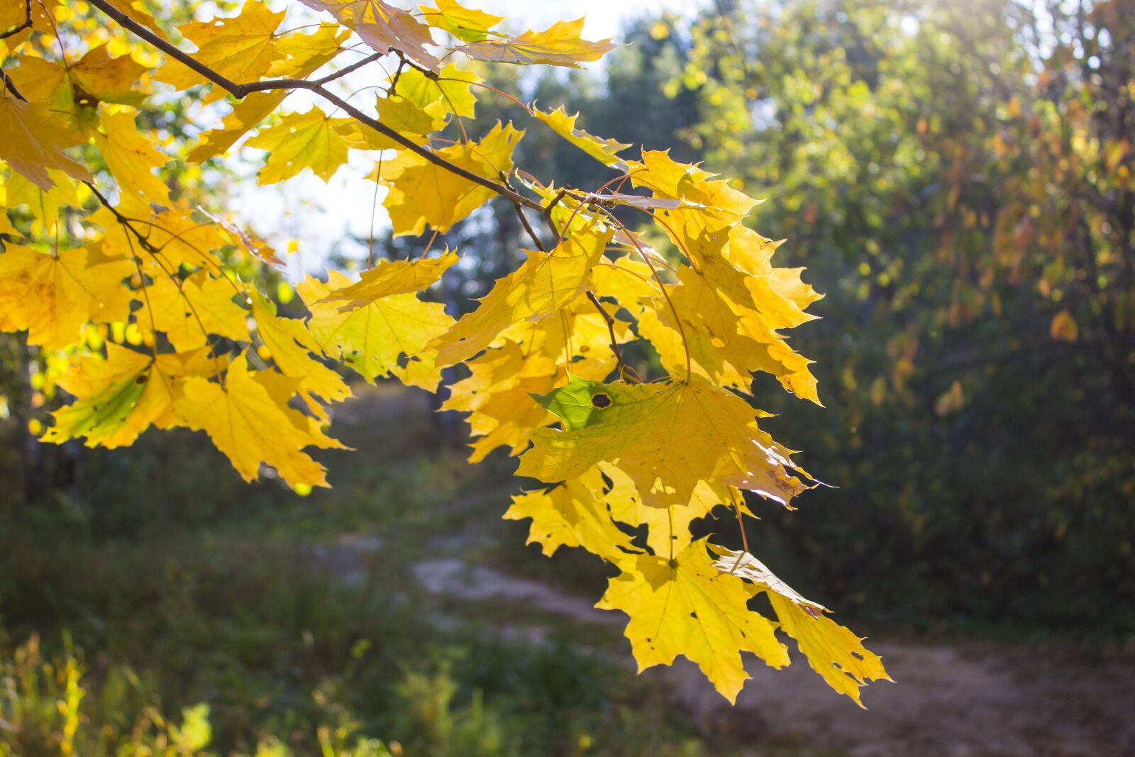 Canon EOS 1100D (EOS Rebel T3 / EOS Kiss X50) sample photo. Autumn, leaves, tree photography