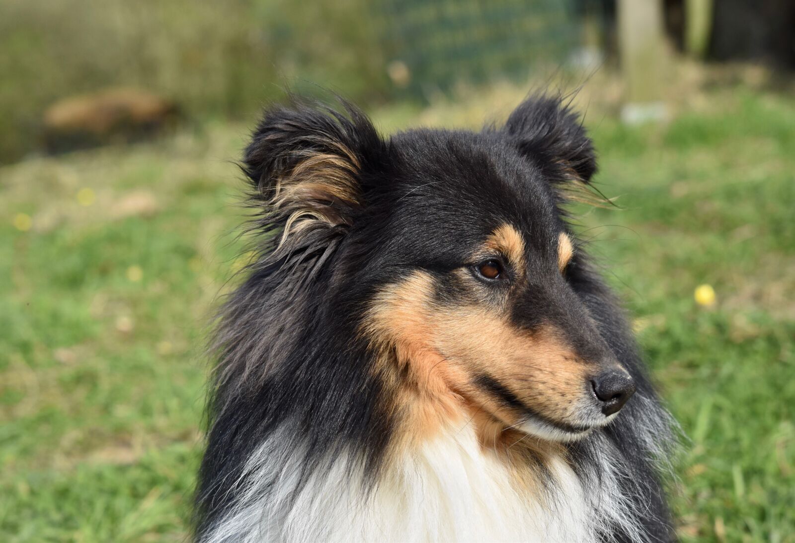 Nikon D5600 sample photo. Dog, shetland sheepdog, color photography