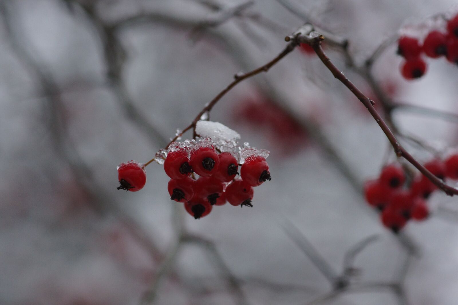 Sony SLT-A77 + Tamron SP AF 90mm F2.8 Di Macro sample photo. Snow, winter, red photography