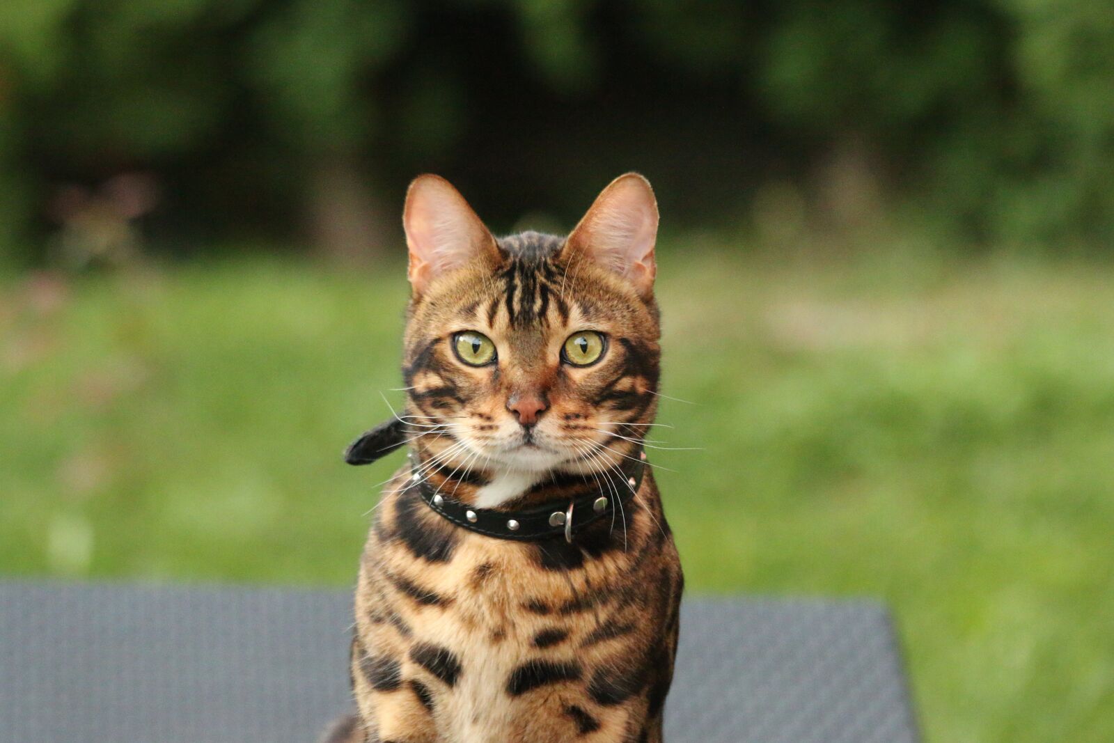 Canon EOS 70D + Canon EF 70-200mm F4L IS USM sample photo. Bengal cat, bengal, tiger photography