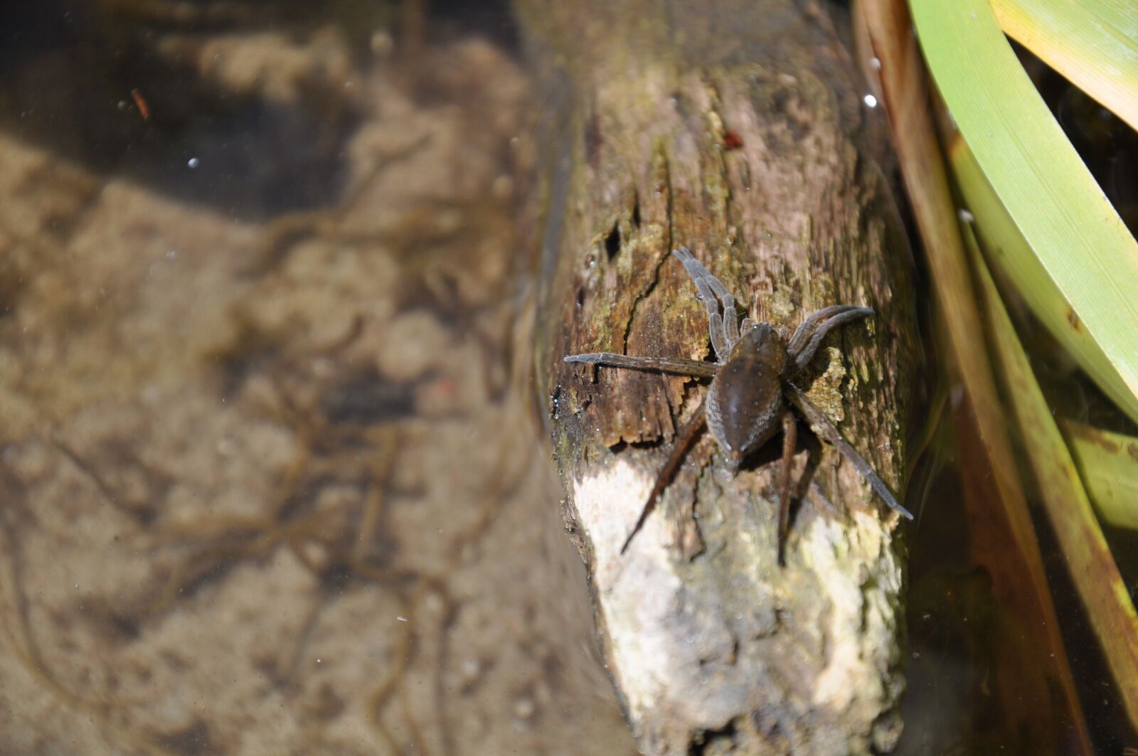 Nikon D5000 sample photo. A water spider, bagnik photography