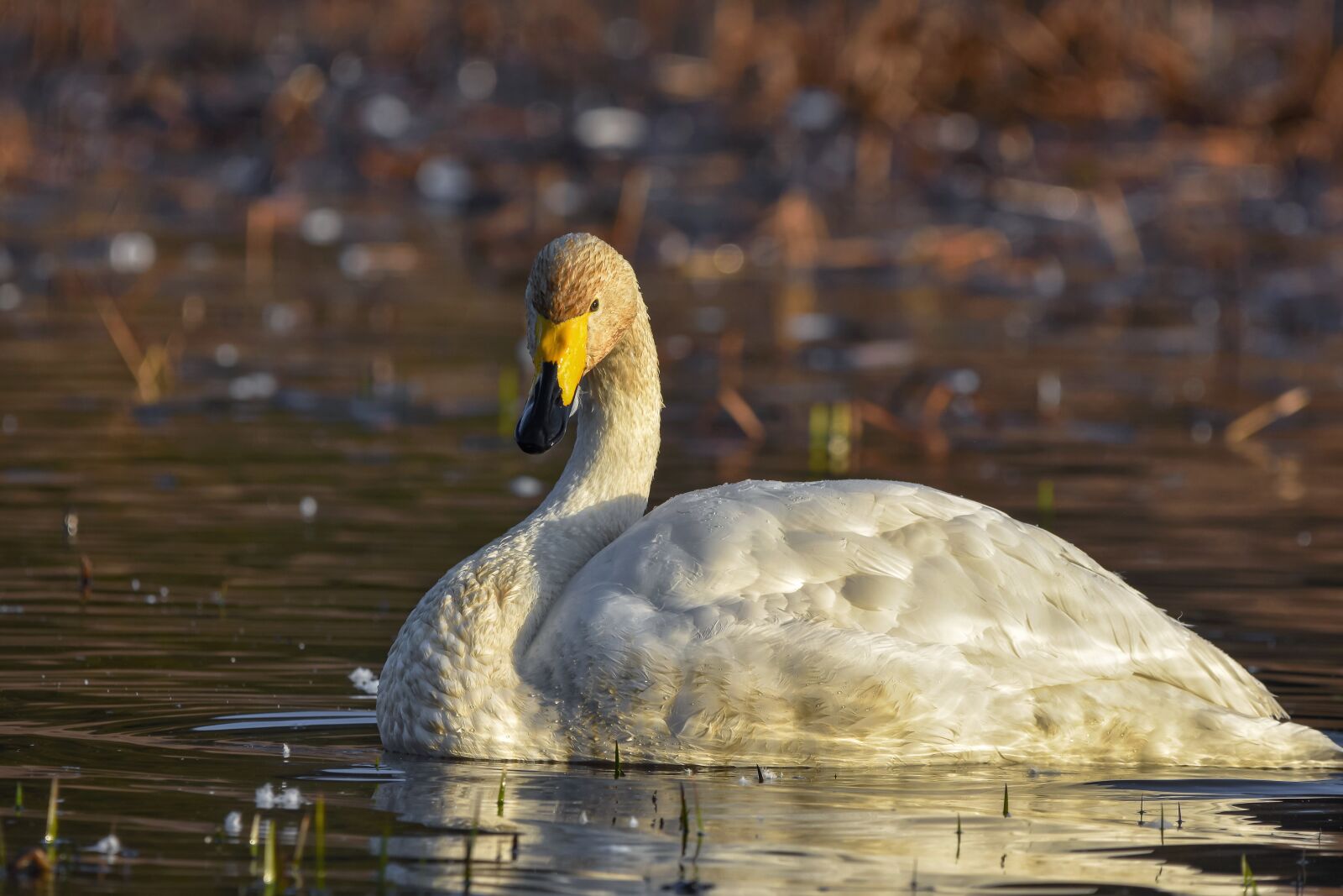 Nikon D7200 sample photo. Animal, pond, water photography