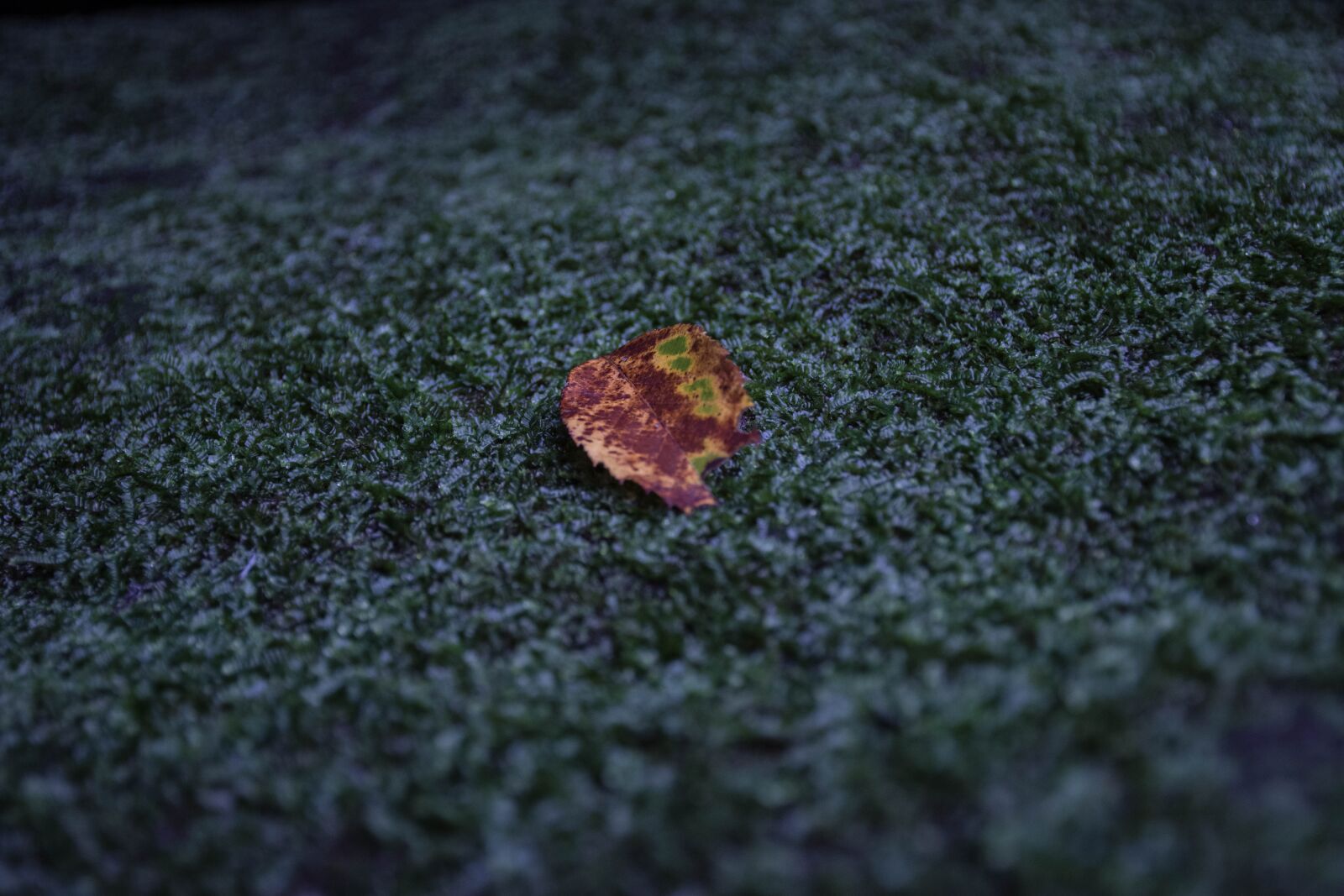 Nikon D7200 sample photo. Autumn leaves, mos, outdoor photography