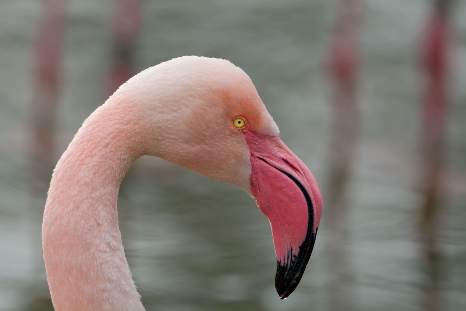 Nikon D7100 sample photo. Flamingo, bird, pink flamingo photography