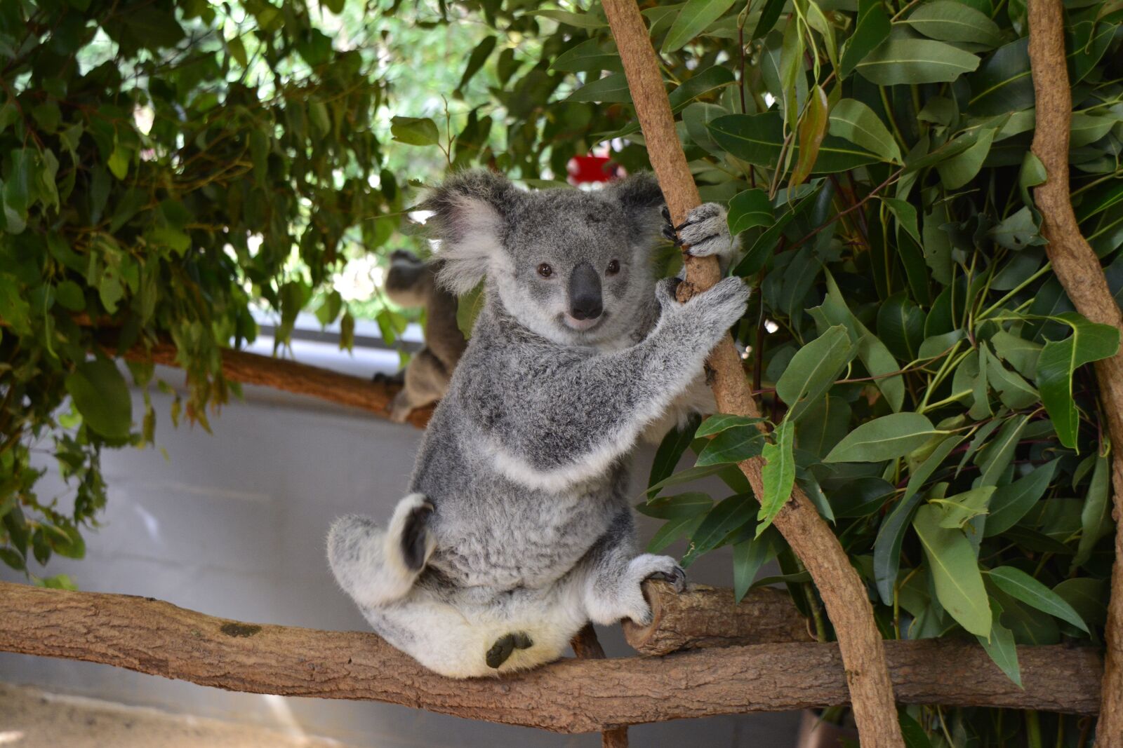 Nikon D5200 sample photo. Australia, koala, brisbane photography