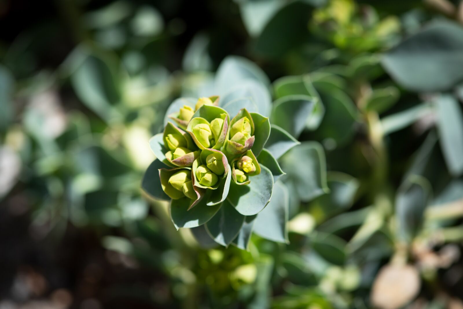 Nikon D750 sample photo. Plant, green, garden photography