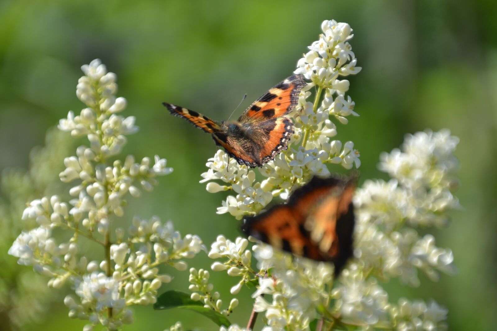Nikon D3100 sample photo. Butterfly, admiral, insect photography