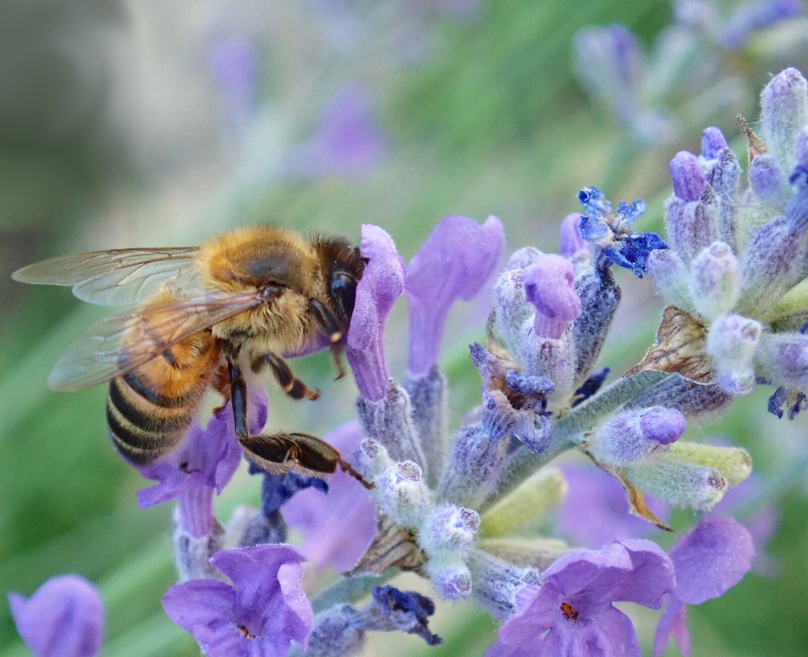 Olympus TG-5 sample photo. Bee, insect, flower photography