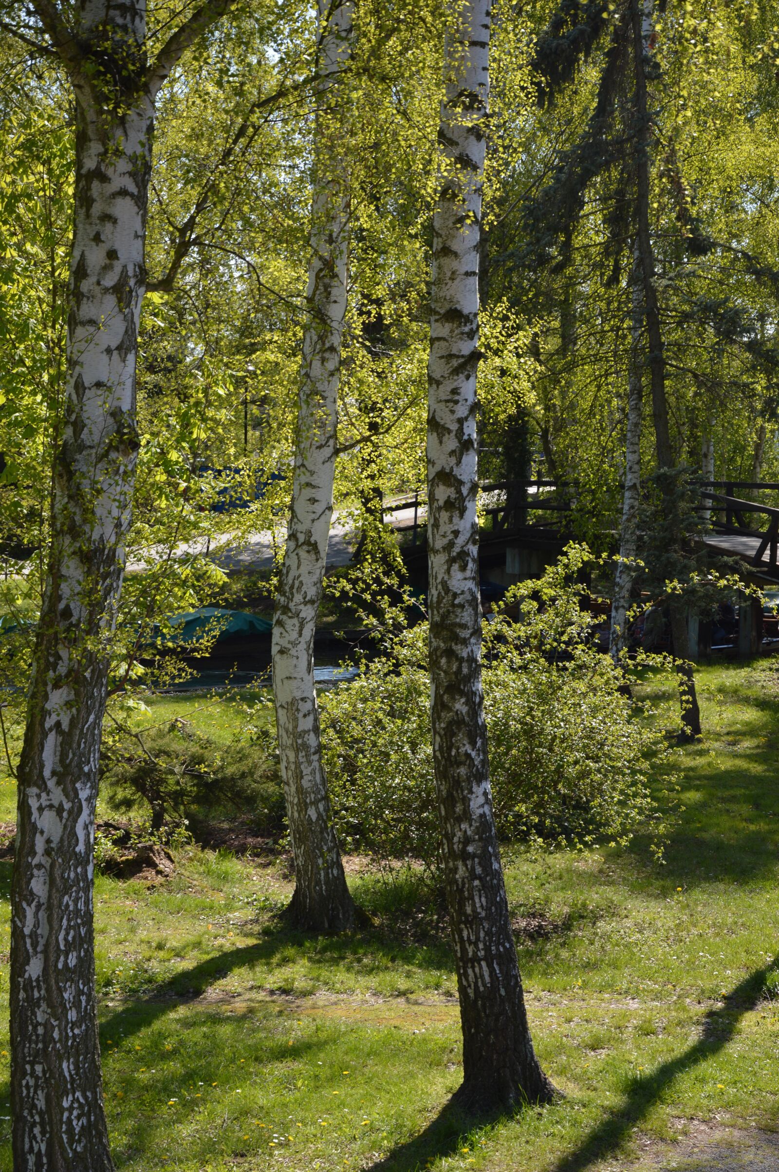 Nikon D3200 sample photo. Landscape, spreewald, birch photography
