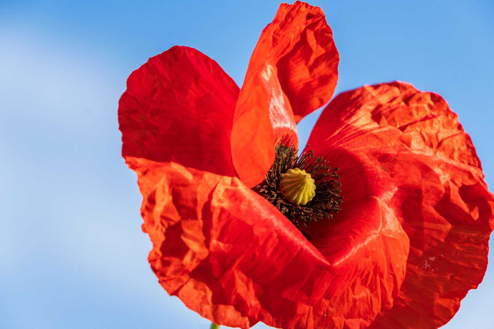Fujifilm X-T3 sample photo. Poppy, red, poppy flower photography