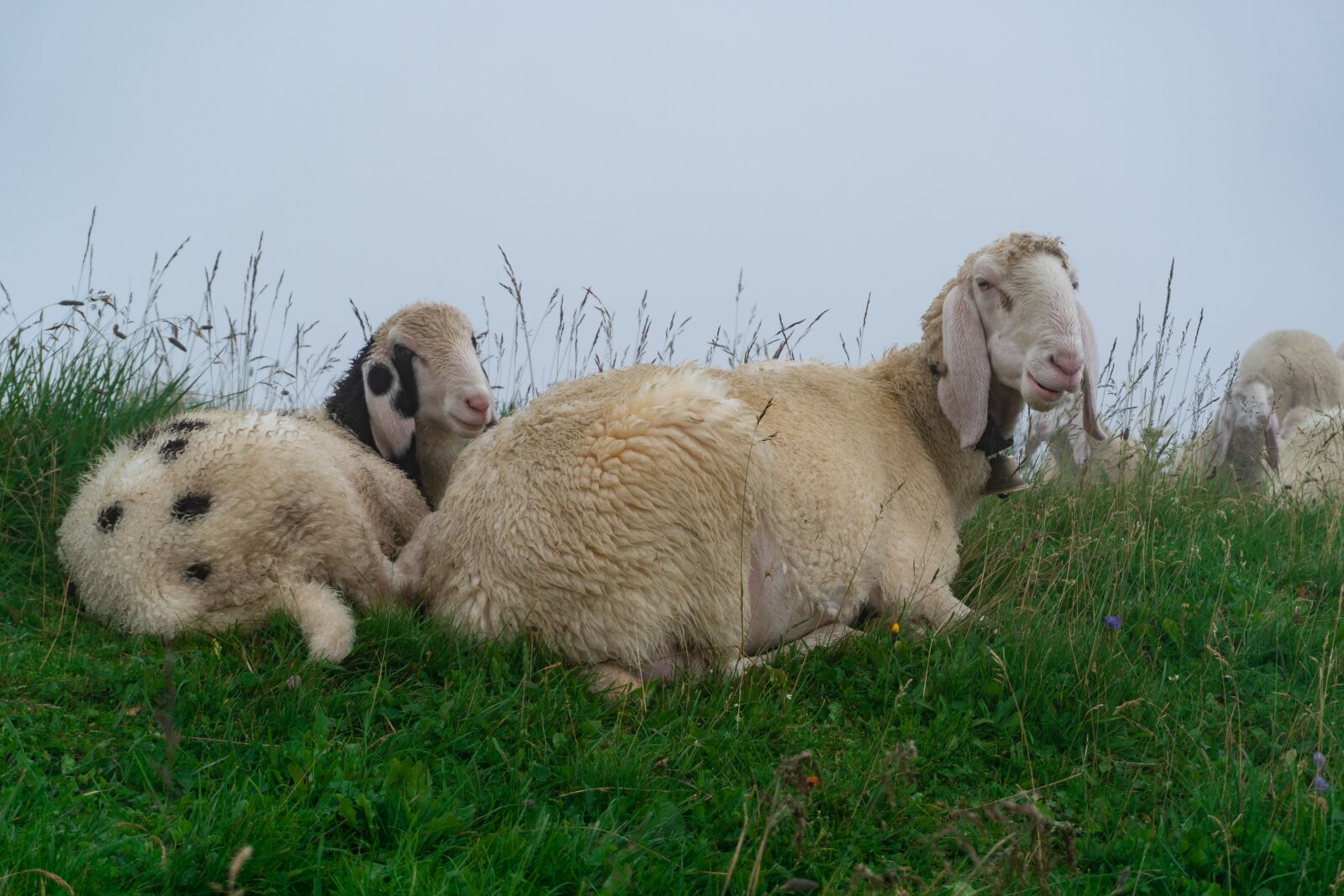 Sony a6300 sample photo. Sheeps, clouds, fog photography