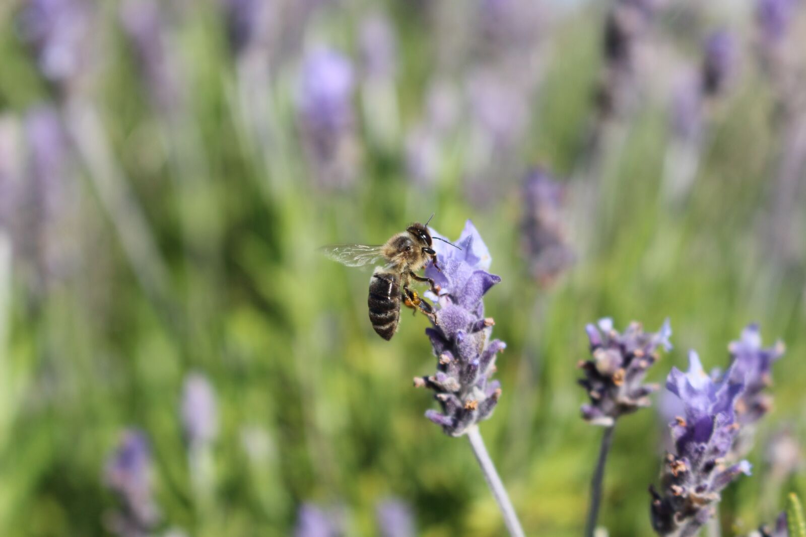 Canon EOS 100D (EOS Rebel SL1 / EOS Kiss X7) sample photo. Lavender, bee, insect photography