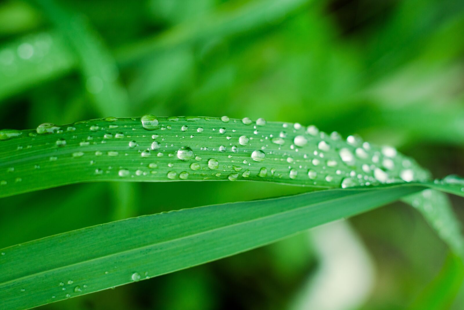 Canon EOS 700D (EOS Rebel T5i / EOS Kiss X7i) + Canon EF 50mm F1.8 STM sample photo. Blade, drops of water photography