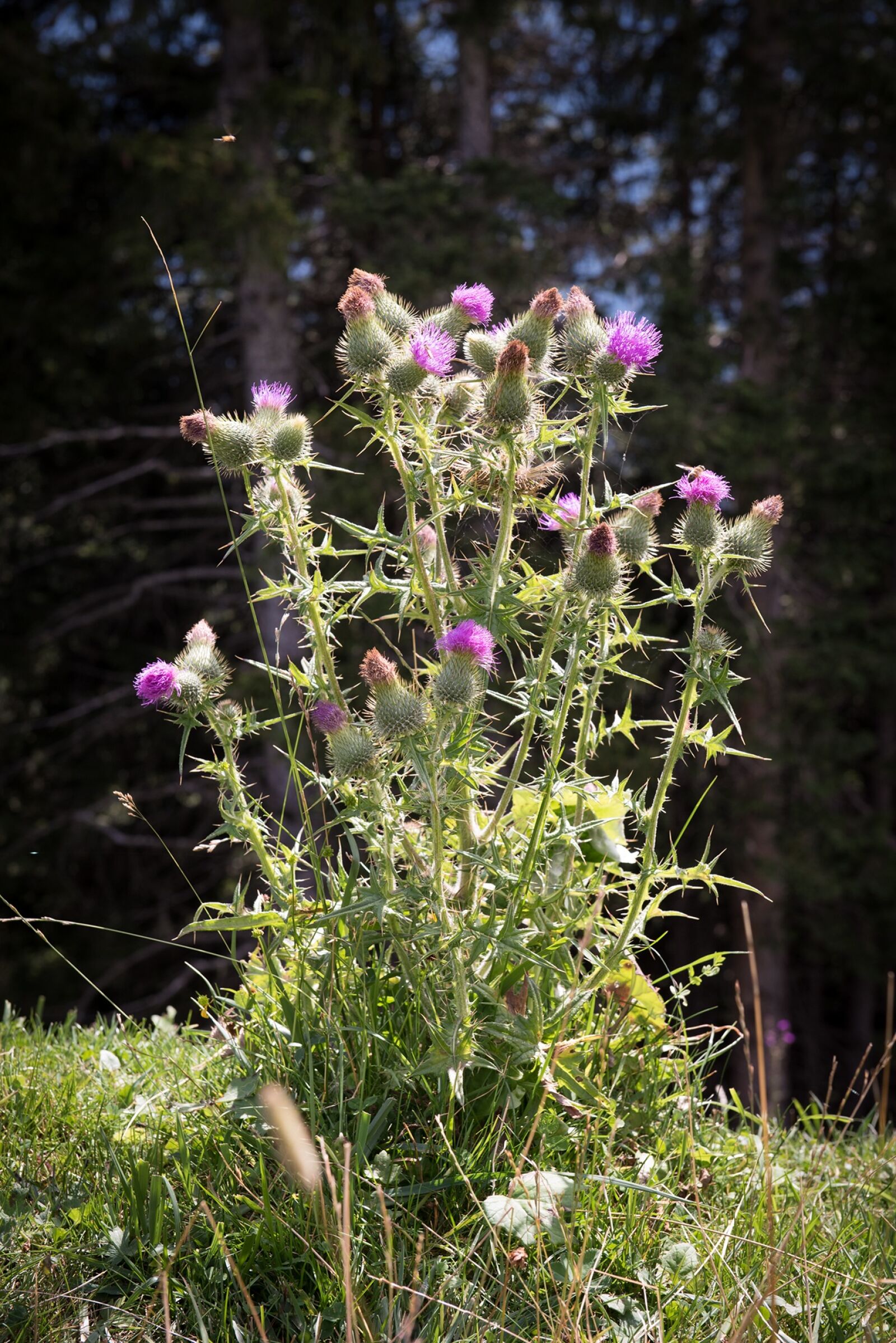 Nikon D750 sample photo. Off thistle, carduus acanthoides photography