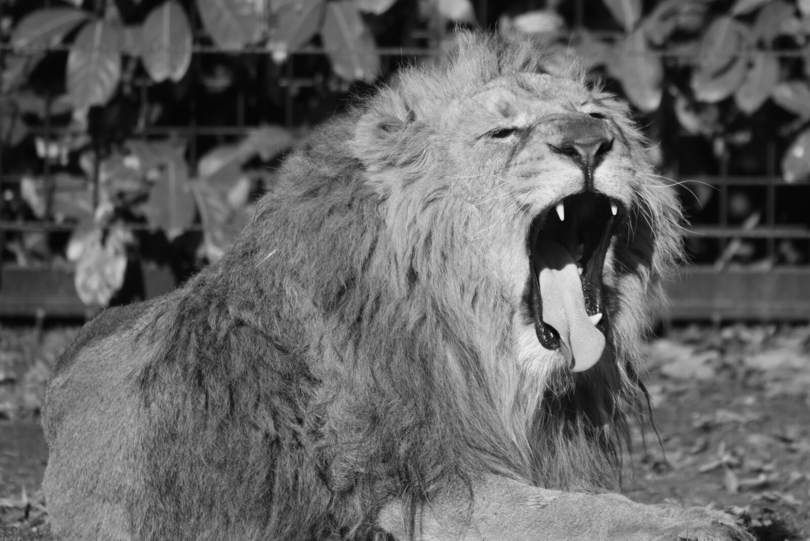 Nikon D7200 sample photo. Lion, animal, predator photography