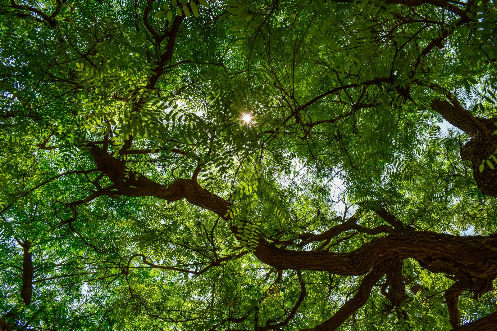 Nikon D3300 sample photo. Tree, leaves, light photography