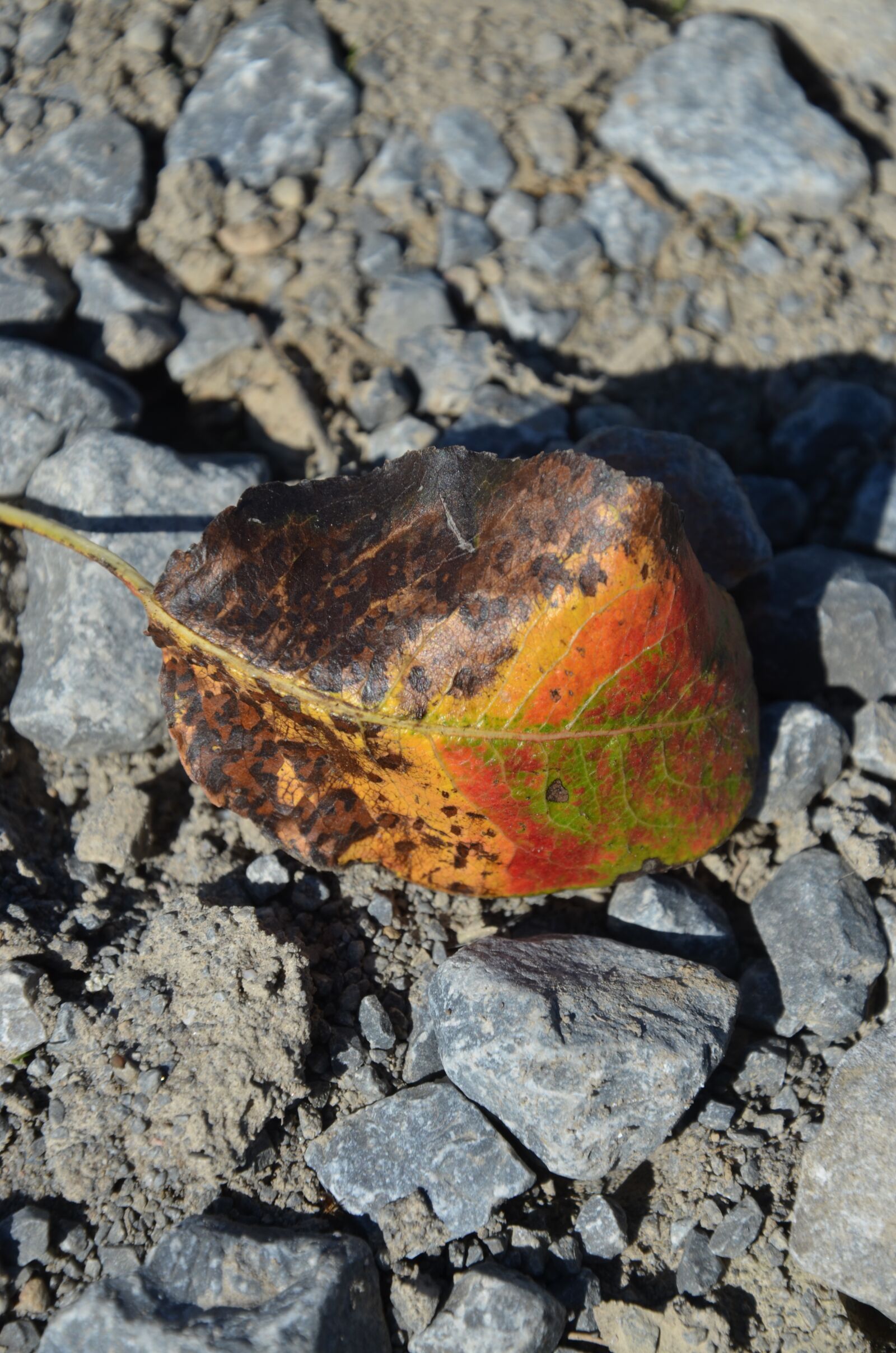 Nikon D5100 sample photo. Leaf, autumn, colorful photography