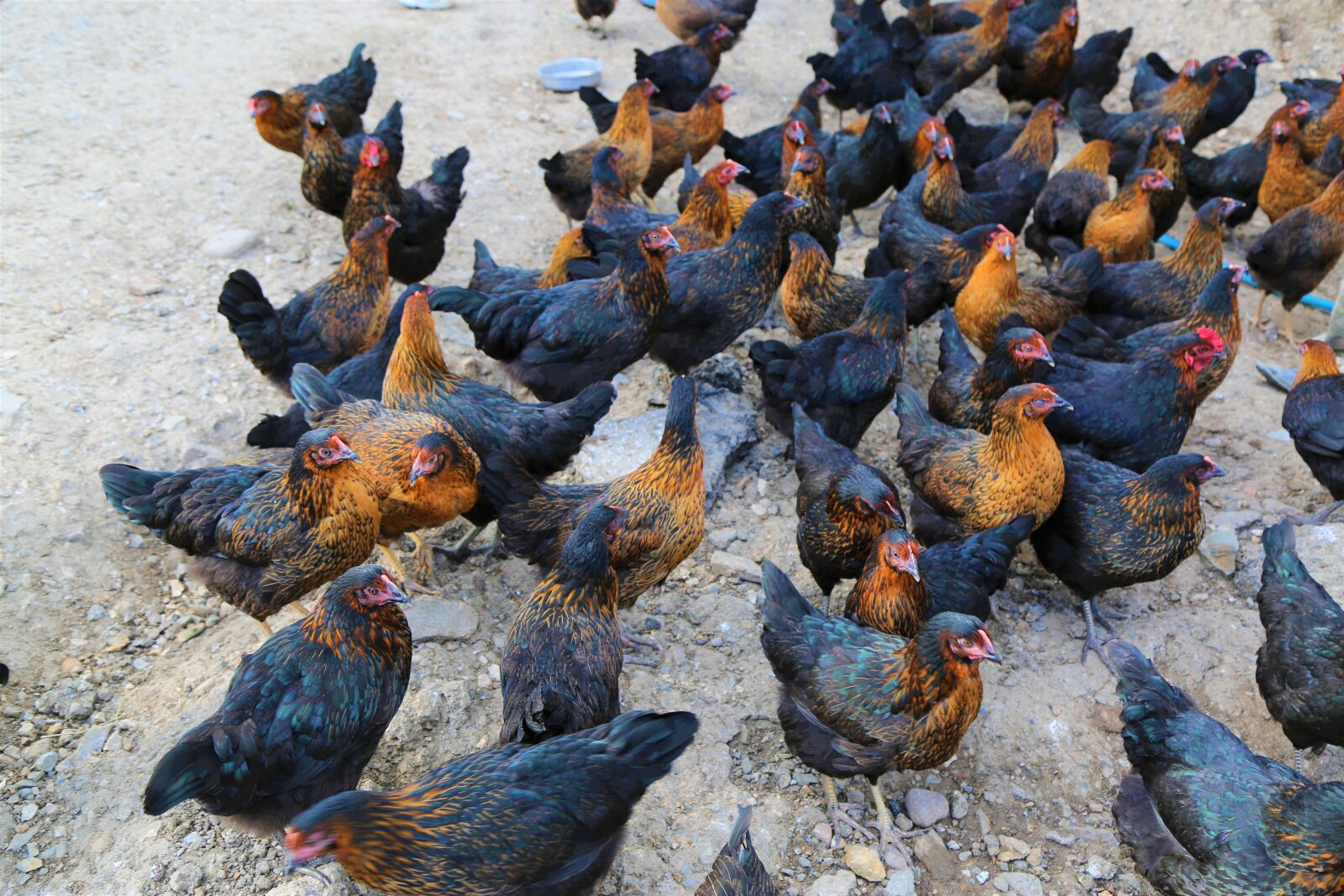 Canon EF 24-105mm F4L IS USM sample photo. Chicken, pets, farm photography