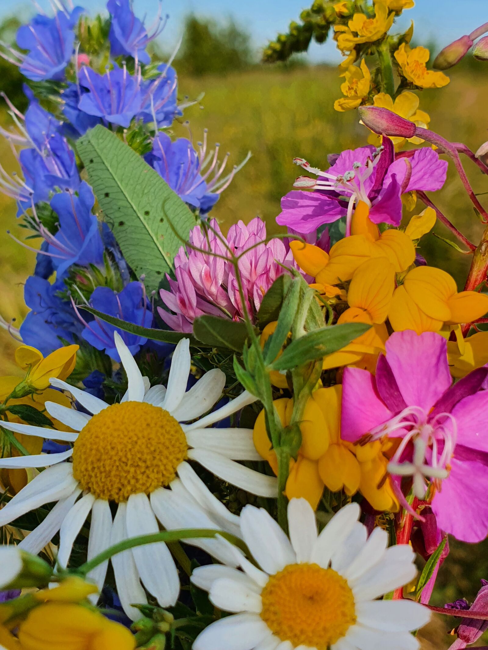 Samsung Galaxy S10 sample photo. Bouquet, flower, chamomile photography