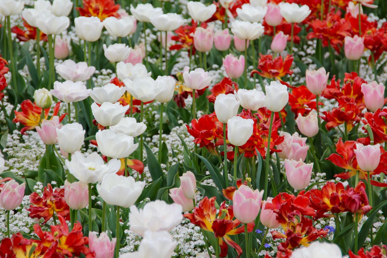 Canon EOS 60D sample photo. Tulip landscape, tulips, holland photography