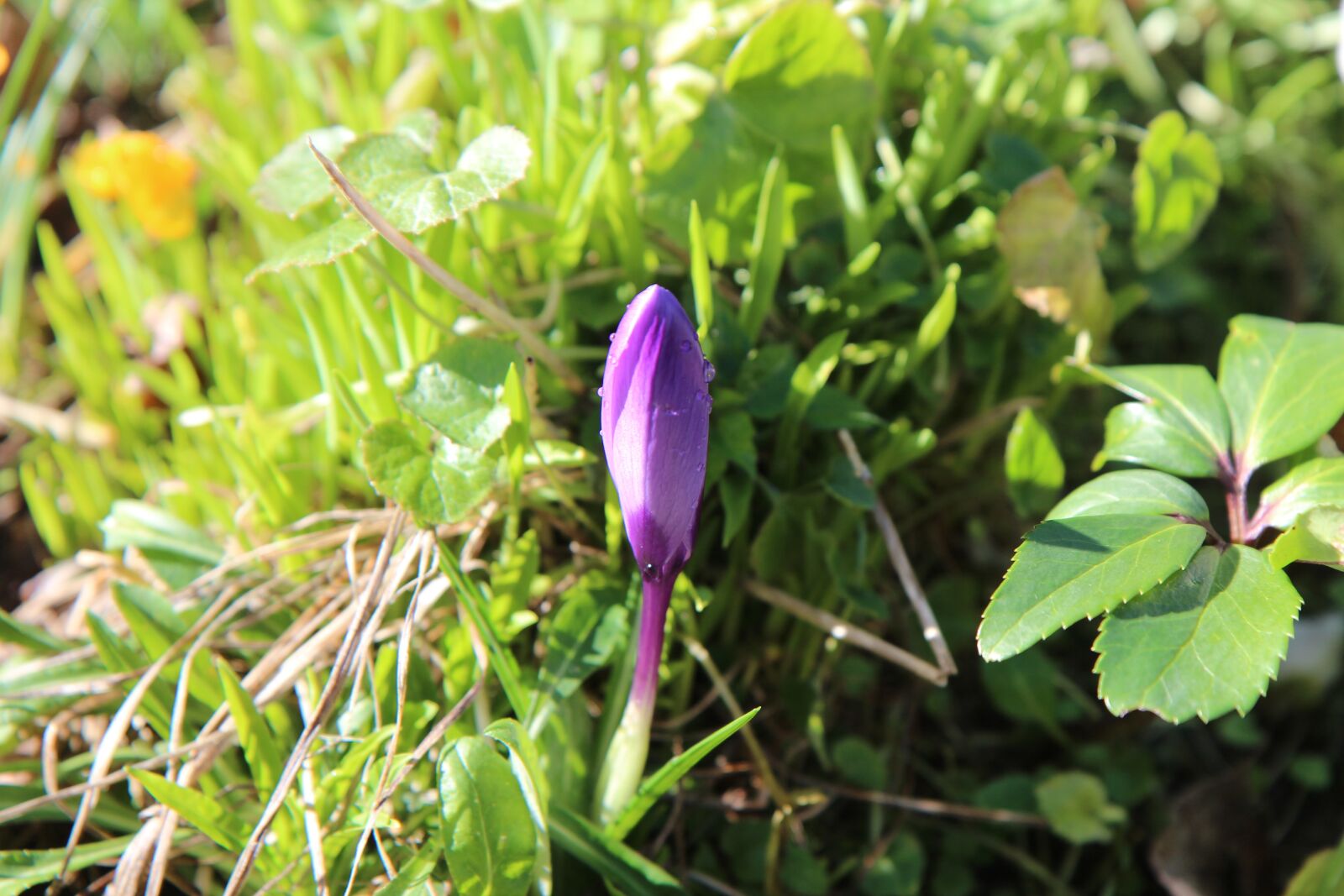 Canon EOS 600D (Rebel EOS T3i / EOS Kiss X5) sample photo. Crocus, crocus blue, bulb photography