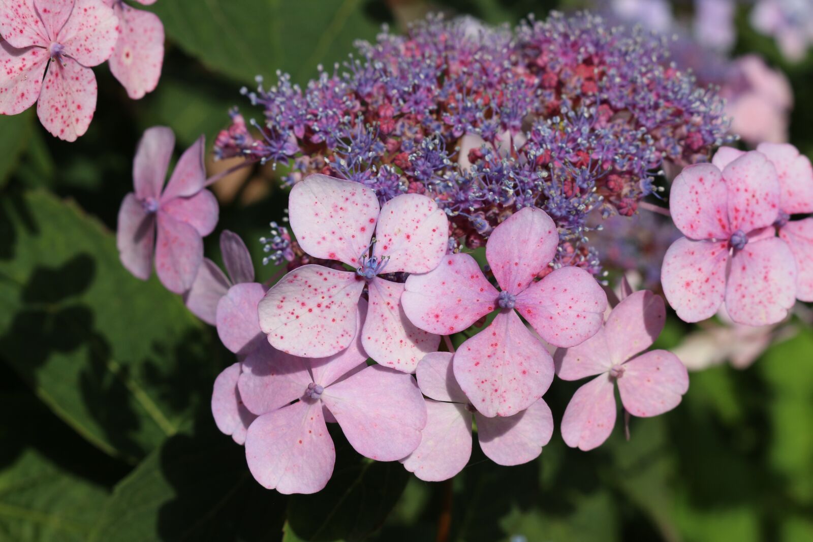 Canon EOS 700D (EOS Rebel T5i / EOS Kiss X7i) sample photo. Hydrangea, purple, garden photography