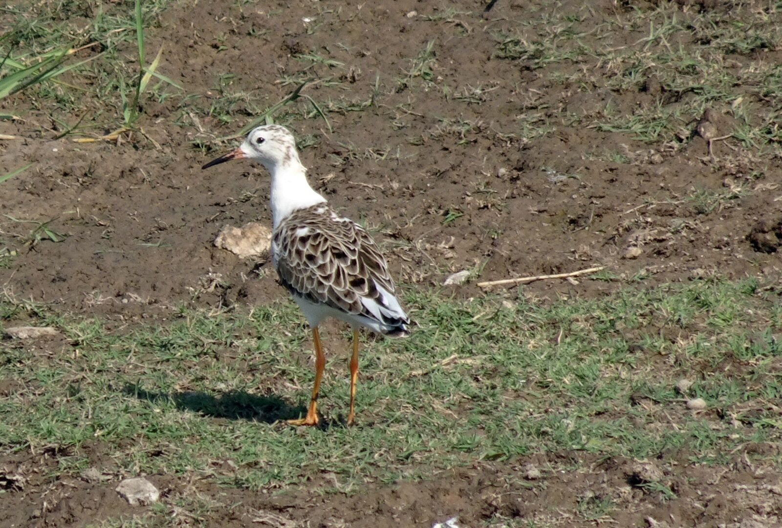 Sony Cyber-shot DSC-HX90V sample photo. Bird, ruff, calidris pugnax photography