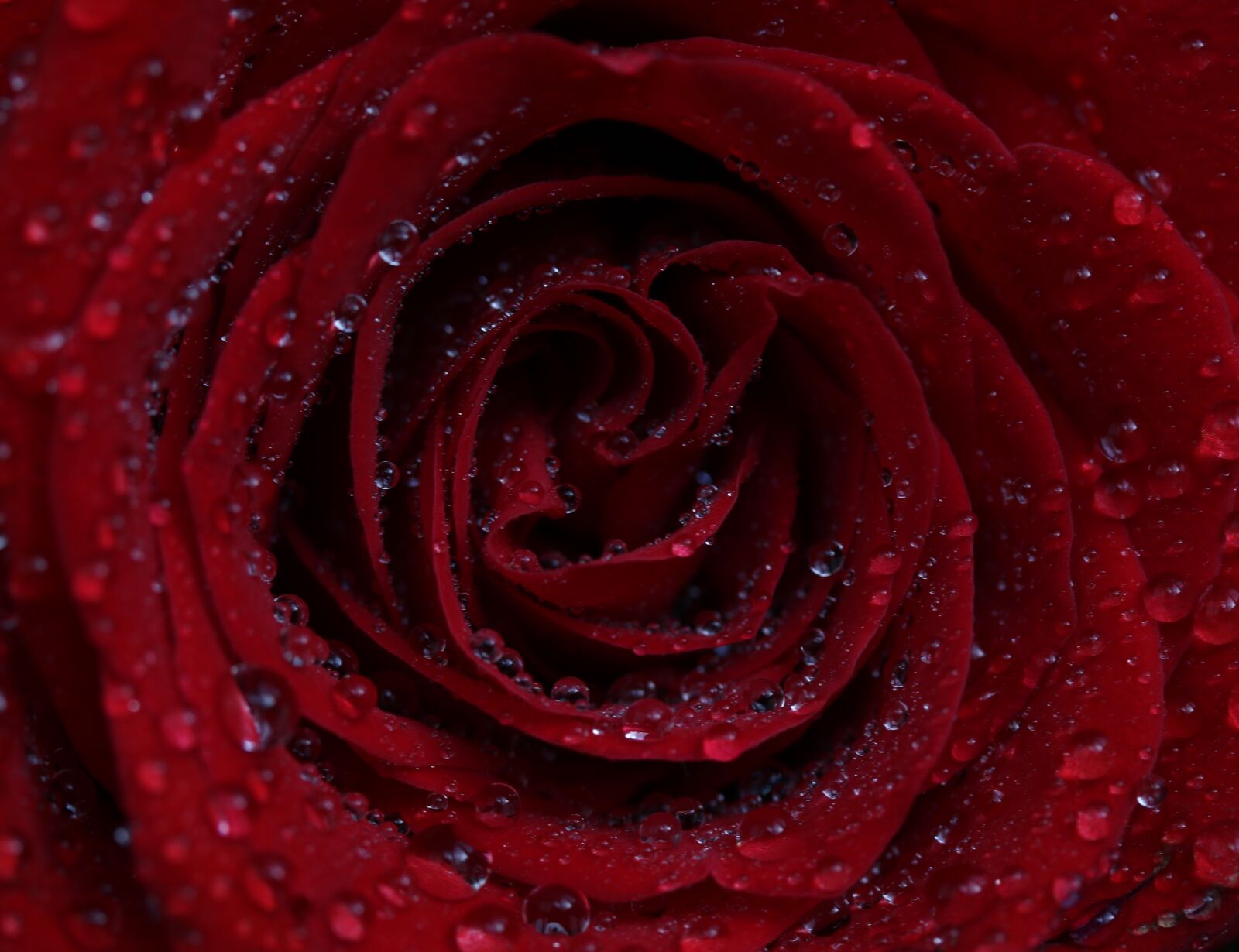 Canon EF-S 60mm F2.8 Macro USM sample photo. Rose, red, drops photography