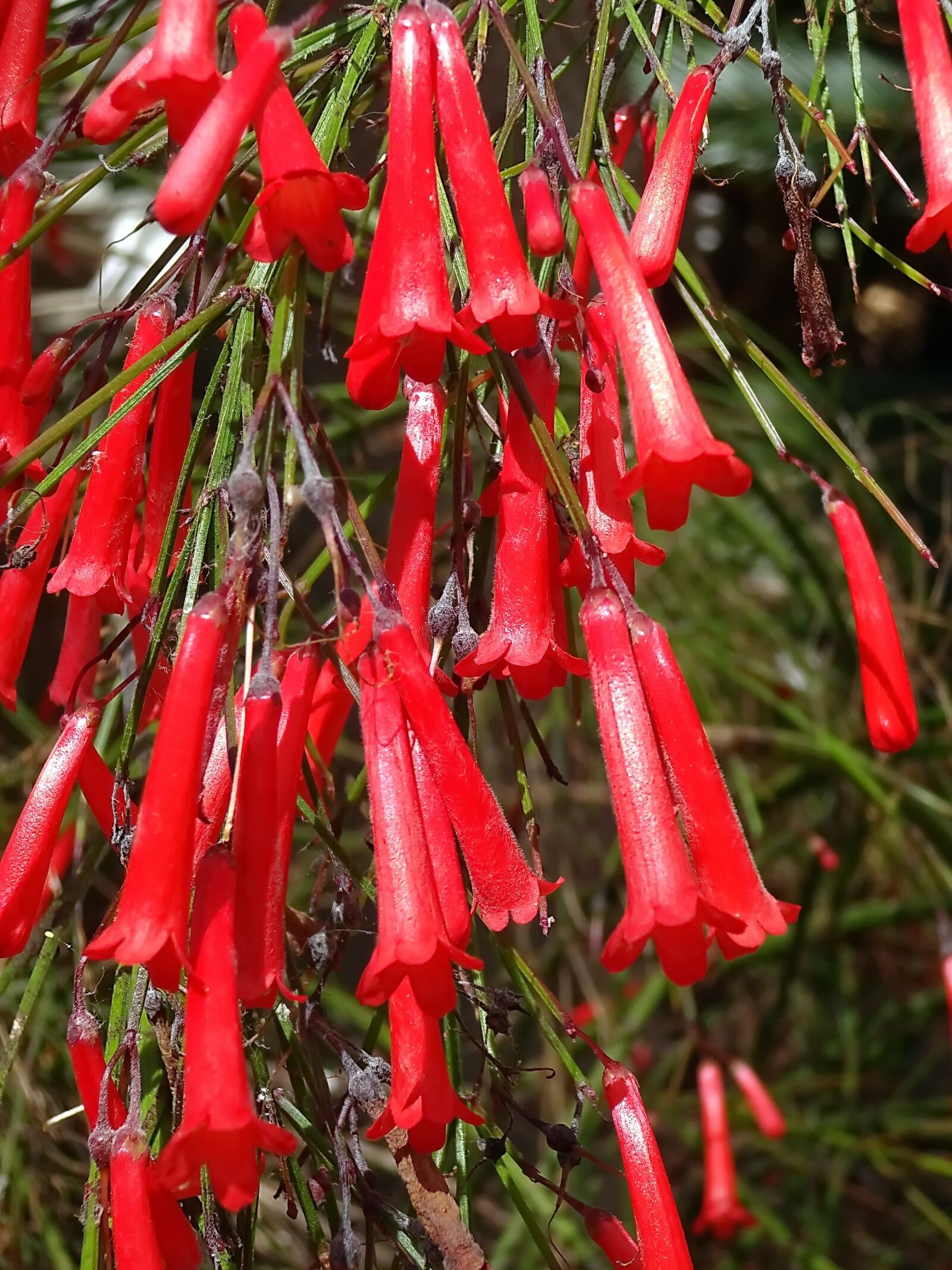 Sony Cyber-shot DSC-WX220 sample photo. Bells, red flower, color photography