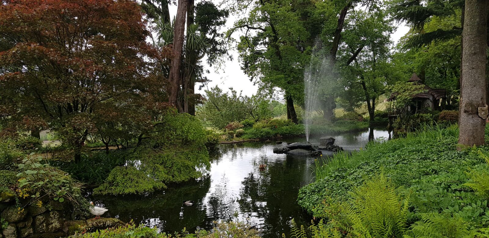 Samsung Galaxy S8 sample photo. Garden, tree, nature photography